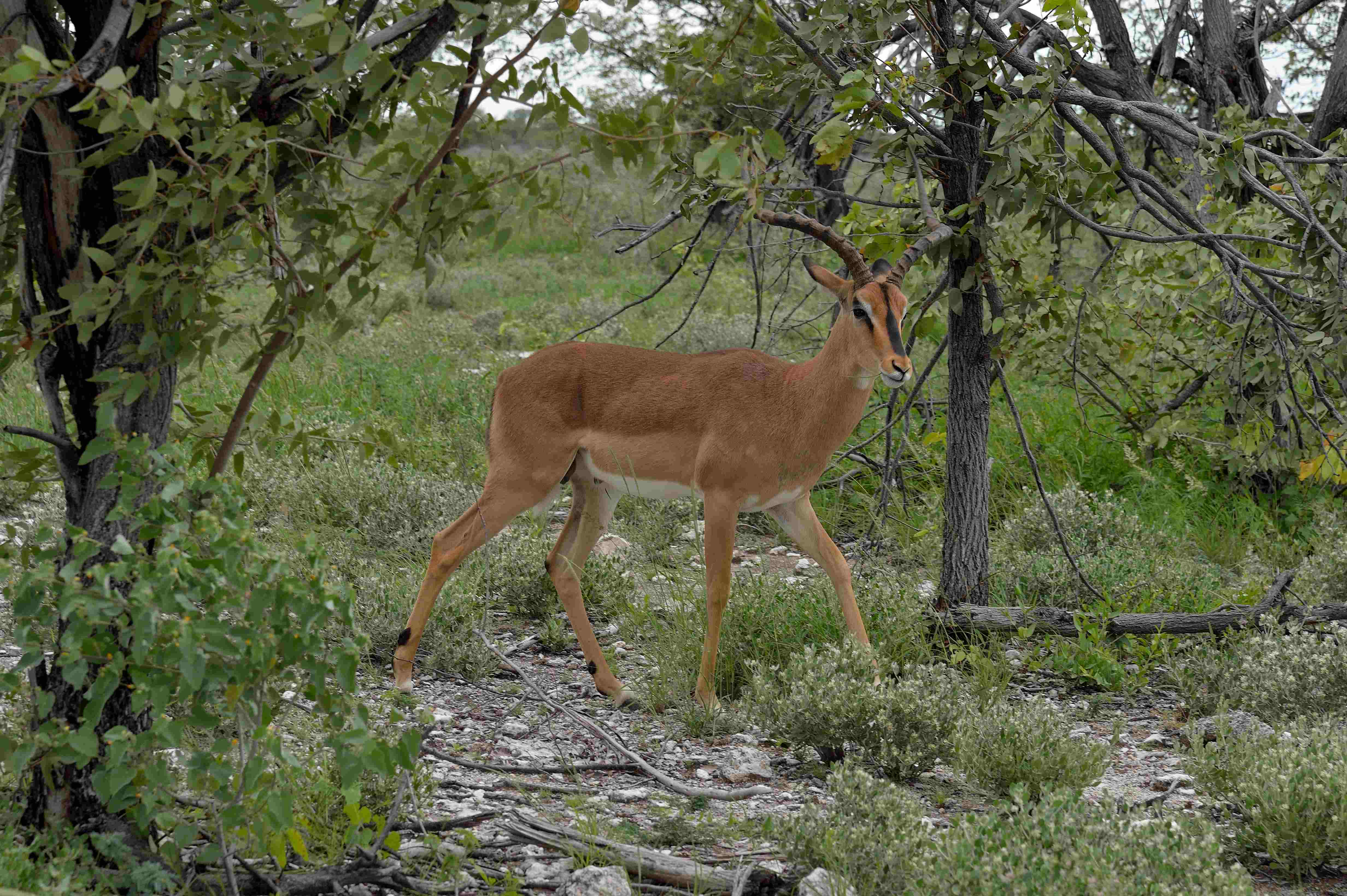 Bild